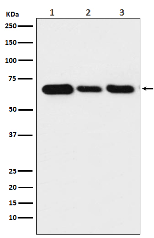 Lamin B2 Rabbit mAb