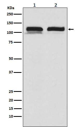 USP11 Rabbit mAb