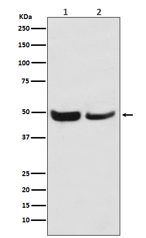 SKP2 Rabbit mAb