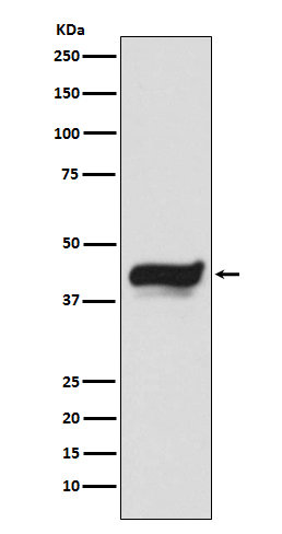 IKB epsilon Rabbit mAb