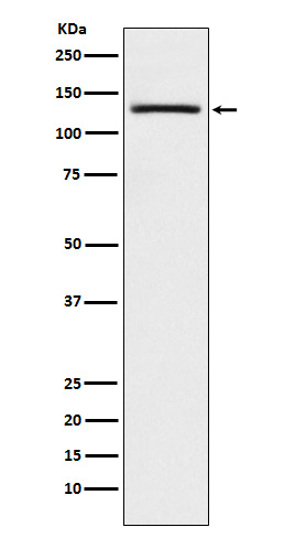 USP28 Rabbit mAb