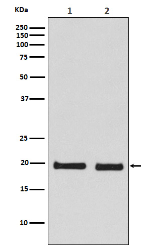 Skp1 Rabbit mAb