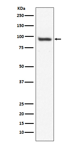 USP13 Rabbit mAb