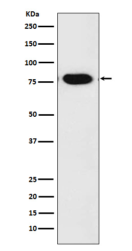 c-Rel Rabbit mAb