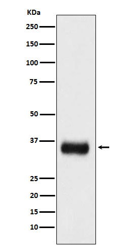 SF2 Rabbit mAb