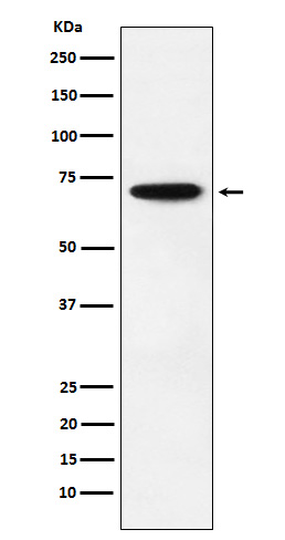 NRF1 Rabbit mAb