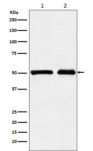 KMT5A / SETD8 / Pr-SET7 Rabbit mAb