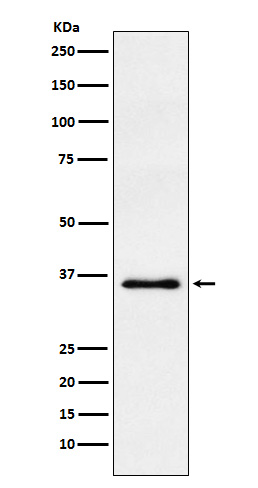 WDR5 Rabbit mAb