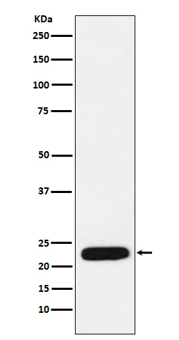 mtTFA Rabbit mAb