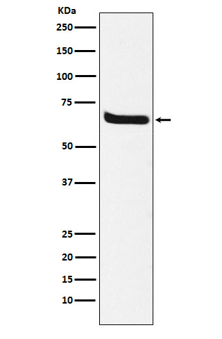 Klotho Rabbit mAb