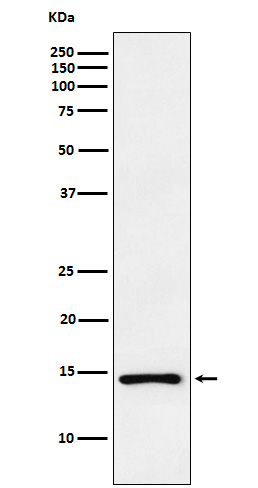 ANP Rabbit mAb