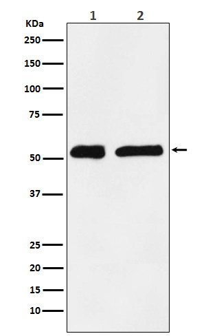 KPNA2 Rabbit mAb