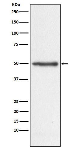 Nogo Rabbit mAb