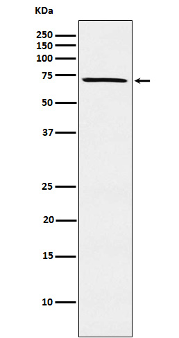 MELK Rabbit mAb