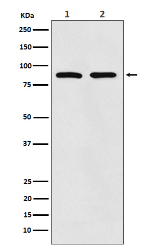 TPOR Rabbit mAb