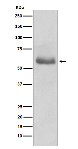 Oct-2 Rabbit mAb