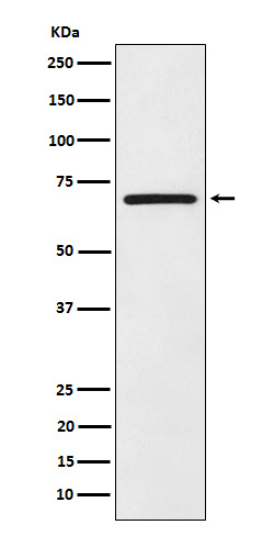 eIF2A Rabbit mAb