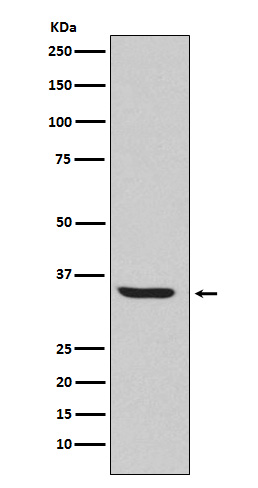 Endo G Rabbit mAb