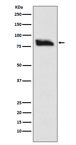 SMURF 2 Rabbit mAb