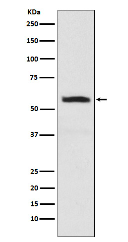 alpha Internexin Rabbit mAb