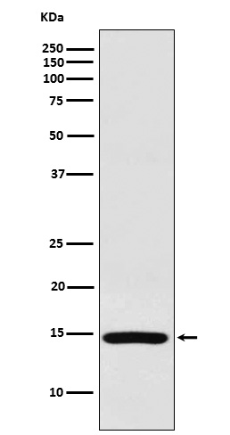 RPS19 Rabbit mAb