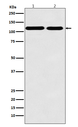 Matrin 3 Rabbit mAb