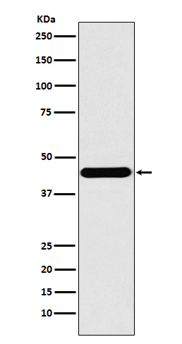 ILF2 Rabbit mAb