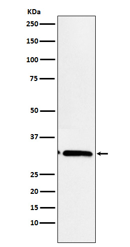 EB3 Rabbit mAb