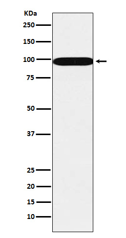 SFPQ Rabbit mAb