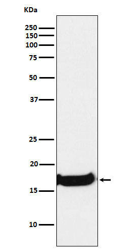 Uteroglobin Rabbit mAb