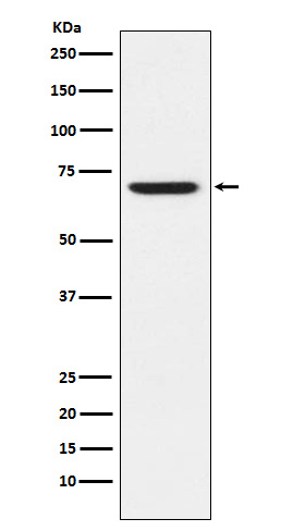 GABA A Receptor alpha 5 Rabbit mAb