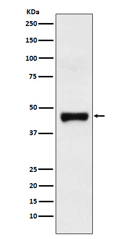 LRG1 Rabbit mAb