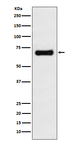 GRASP65 Rabbit mAb