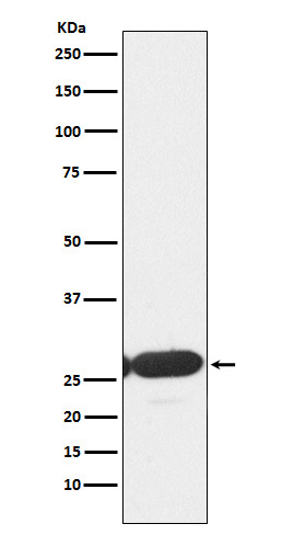 ERp29 Rabbit mAb