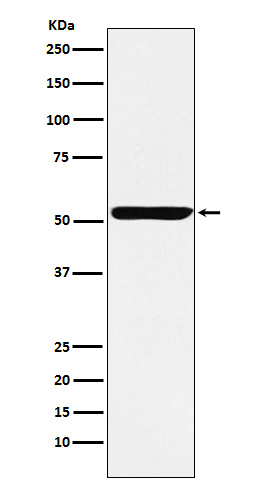 Nuf2 Rabbit mAb