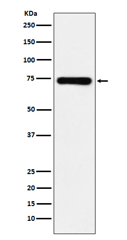 SAMHD1 Rabbit mAb