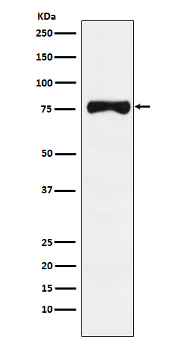 TRP1 Rabbit mAb