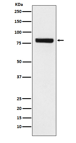 SEC23 Rabbit mAb