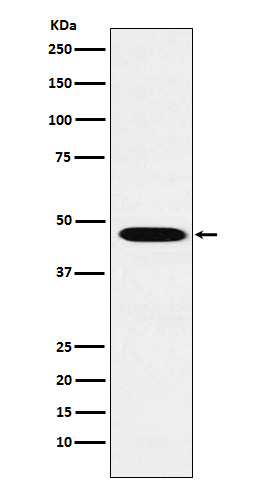 Wnt2b Rabbit mAb