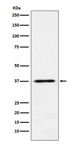 JAB1 Rabbit mAb