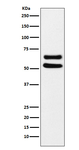 Ikaros Rabbit mAb