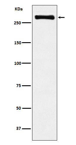 USP9x Rabbit mAb