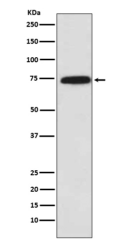 Cytochrome P450 Reductase Rabbit mAb