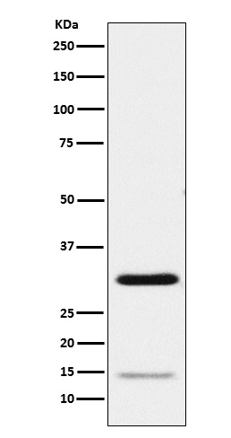 Geminin Rabbit mAb