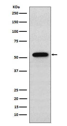 Syntrophin alpha 1 Rabbit mAb