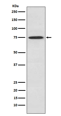 PKC theta Rabbit mAb