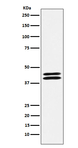 PON2 Rabbit mAb