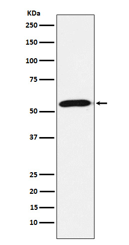 Emi1 Rabbit mAb