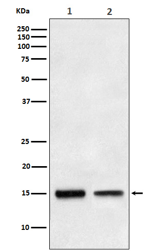 TGF alpha Rabbit mAb