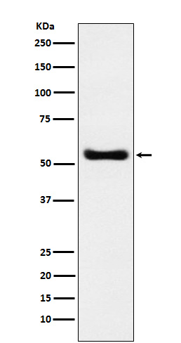 KAT8 / MYST1 / MOF Rabbit mAb